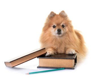 Beyaz arkaplan önünde genç pomeranian