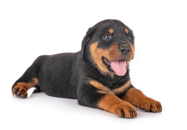 Beyaz arkaplan önünde köpek yavrusu rottweiler