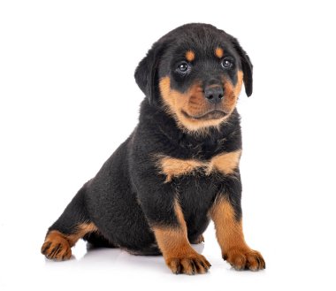 Beyaz arkaplan önünde köpek yavrusu rottweiler