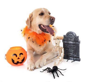 Labrador Retriever beyaz arkaplan önünde