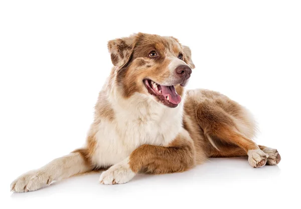 Australische Herder Voorkant Van Een Rustige Achtergrond — Stockfoto