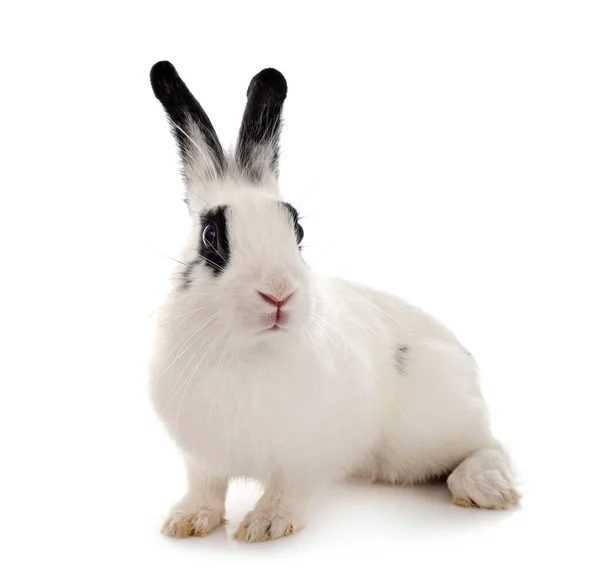 白い背景の前に英語のスポットウサギ — ストック写真