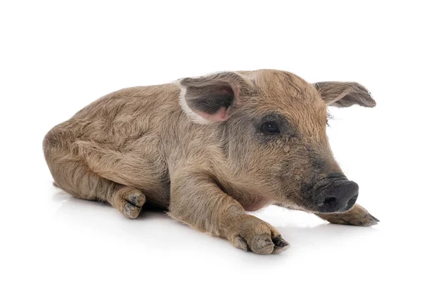 Jovem Mangalica Frente Fundo Branco — Fotografia de Stock