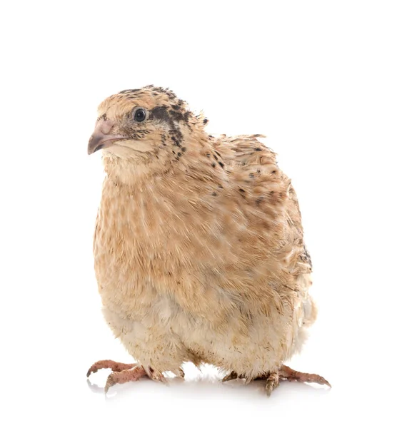 Japanese Quail Front White Background — Stock Photo, Image