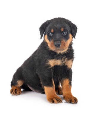 Beyaz arkaplan önünde köpek yavrusu rottweiler