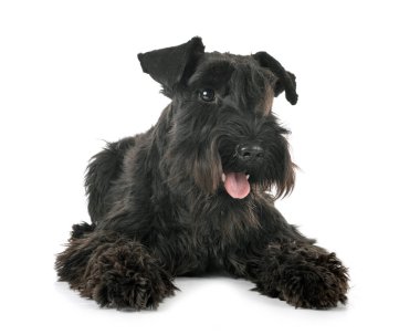 Beyaz arkaplan önünde minyatür schnauzer