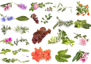 Beyaz arkaplan önünde yaprak ve çiçekler