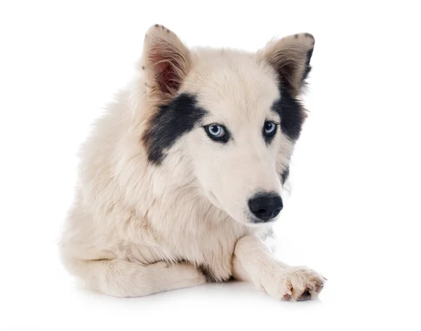 Yakutian Laika Front White Background — Stock Photo, Image