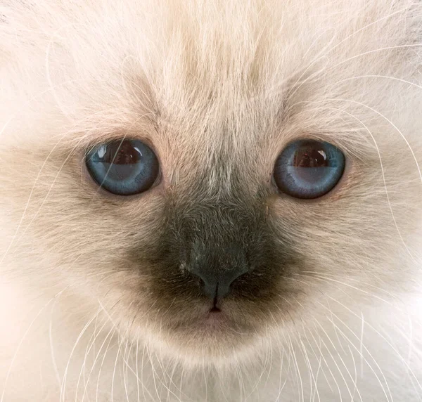 Birman Gatito Frente Blanco Fondo —  Fotos de Stock