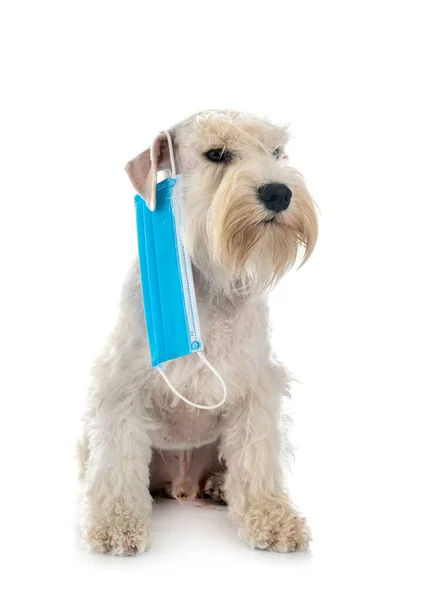 Miniatyr Schnauzer Och Mask Framför Vit Bakgrund — Stockfoto