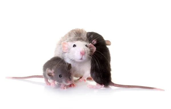 Ratte Und Mäuse Vor Weißem Hintergrund — Stockfoto