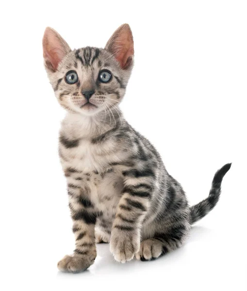 Bengal Cat Front White Background — Stock Photo, Image