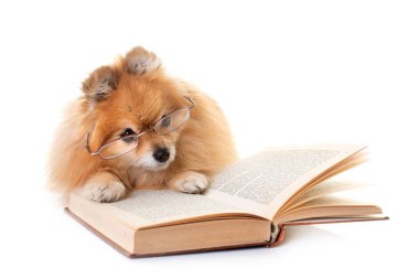 Beyaz arkaplan önünde genç pomeranian