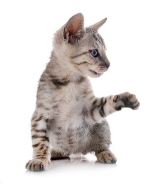 Bengal kedisi beyaz arka planda