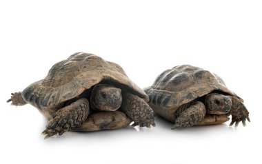 Beyaz arkaplan önünde Yunan kaplumbağaları