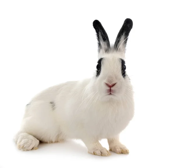 Englischer Fleckkaninchen Vor Weißem Hintergrund — Stockfoto