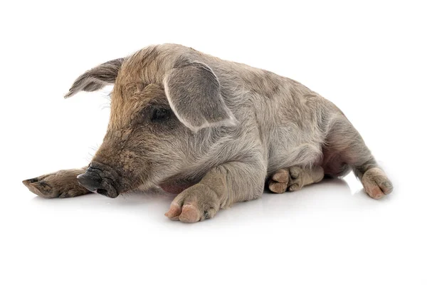 Young Mangalica Front White Background — Stock Photo, Image