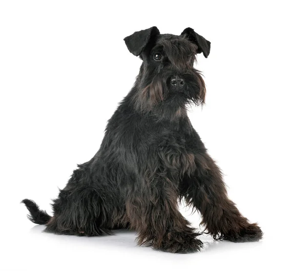 Miniaturschnauzer Vor Weißem Hintergrund — Stockfoto