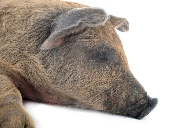 Young Mangalica in front of white background — Stock Image Young Mangalica Front White Background Royalty Free Stock Images