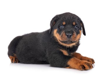 Beyaz arkaplan önünde köpek yavrusu rottweiler