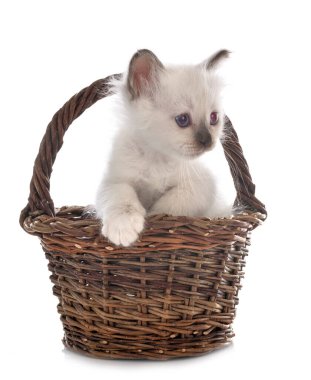 Birman kedi yavrusu beyaz arkaplan önünde