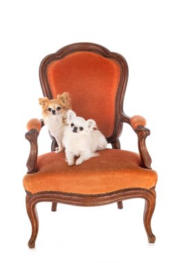 Beyaz arka planda sandalyede oturan küçük köpekler.