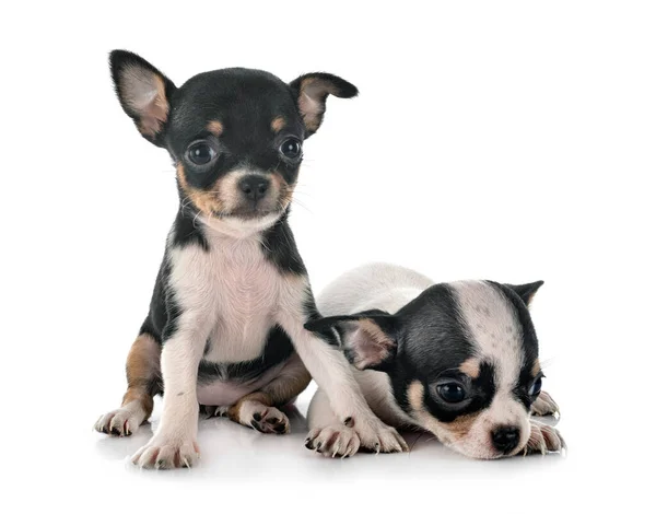 Liten Chihuahuas Framför Vit Bakgrund — Stockfoto