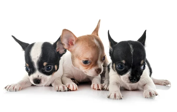 Beyaz Arka Planda Küçük Chihuahualar — Stok fotoğraf