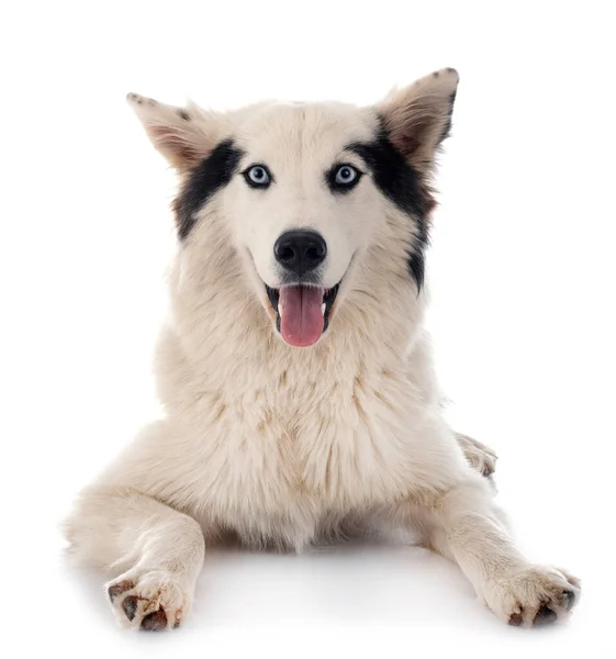 Yakutian Laika Fronte Sfondo Bianco — Foto Stock