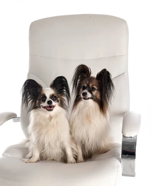 Beyaz Arka Planda Sandalyede Oturan Küçük Köpekler — Stok fotoğraf