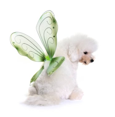 Beyaz arkaplan önünde bichon frise