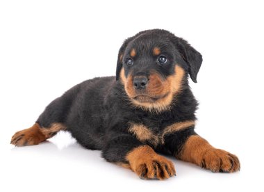 Beyaz arkaplan önünde köpek yavrusu rottweiler