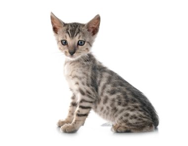 Bengal kedisi beyaz arka planda