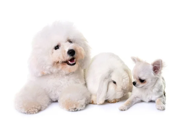 Bichon Frise Chihuahua Och Kanin Framför Vit Bakgrund — Stockfoto