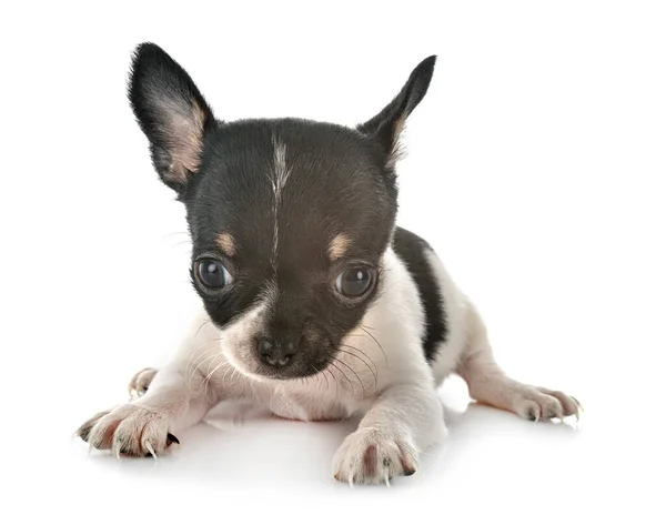 Λίγο Chihuahua Μπροστά Από Λευκό Φόντο — Φωτογραφία Αρχείου