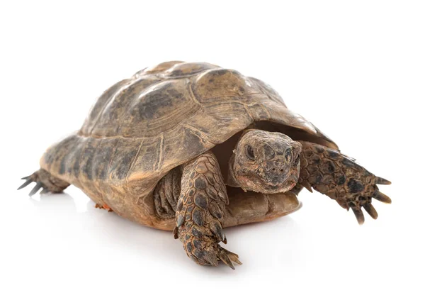 Żółw Grecki Przed Białym Tle — Zdjęcie stockowe