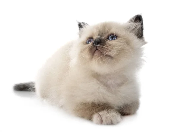 Birman Gatinho Frente Fundo Branco — Fotografia de Stock