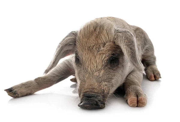 Giovane Mangalica Davanti Sfondo Bianco — Foto Stock