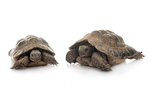 665 Greek Tortoise Stock Photos Images Download Greek Tortoise Pictures On Depositphotos