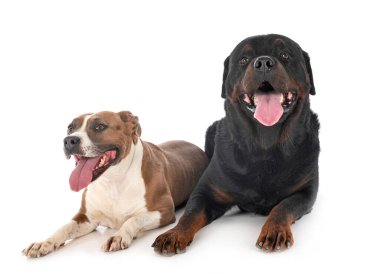 Amerikan personeli Terrier ve Rottweiler beyaz arka planda.