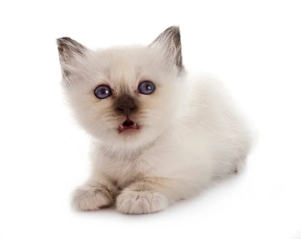 Birman Kitten Front White Background — Stock Photo, Image