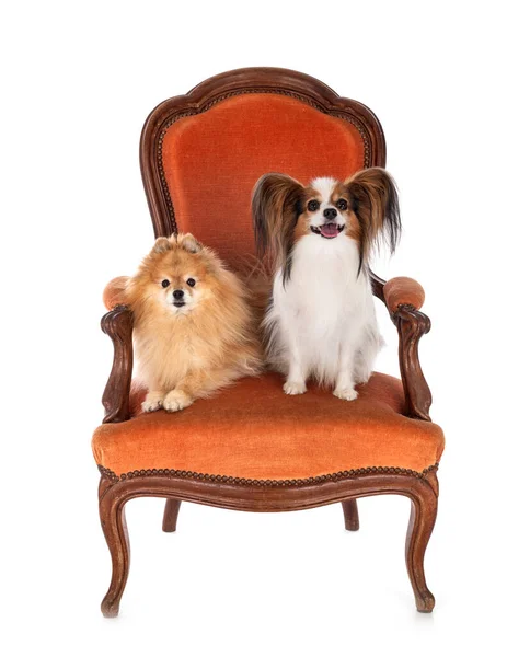 白い背景の前に小さな犬が椅子に座り — ストック写真