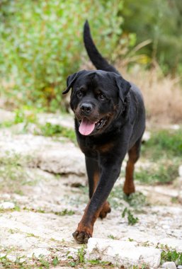 Safkan Rottweiler sonbaharda doğada yürüyor.