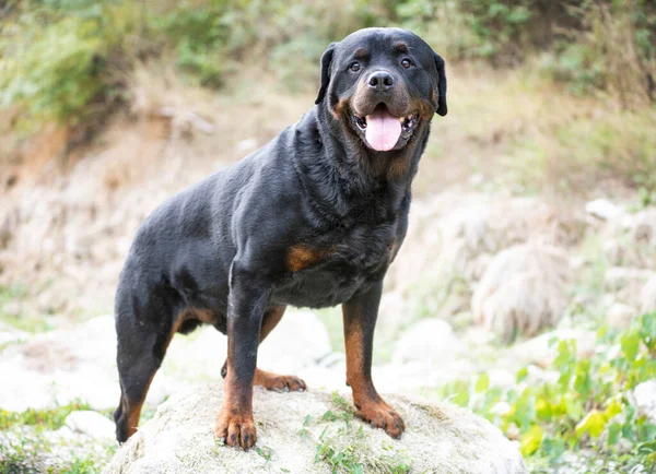 Fajtatiszta Rottweiler Séta Természetben Ősszel — Stock Fotó