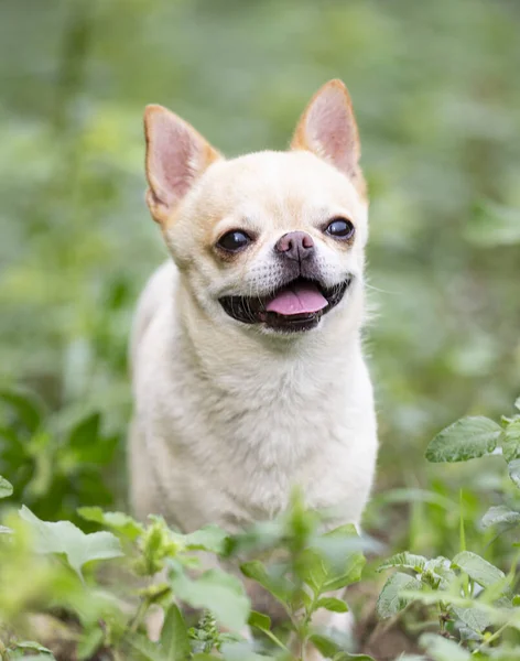 Chihuahua Caminando Libre Naturaleza —  Fotos de Stock