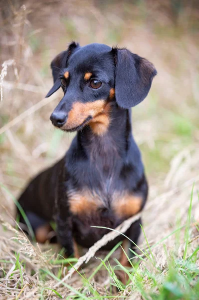 Czarny Brązowy Dachshund Chodzenie Przyrodzie — Zdjęcie stockowe