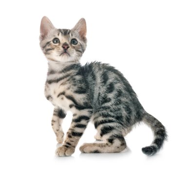 Bengal kedisi beyaz arka planda