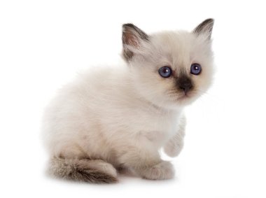 Birman kedi yavrusu beyaz arkaplan önünde