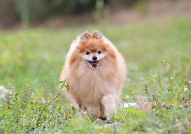 Genç Pomeranian, doğadaki resim, sonbaharda.