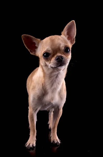 Purebred Chihuahua Front Black Background — Stock Photo, Image